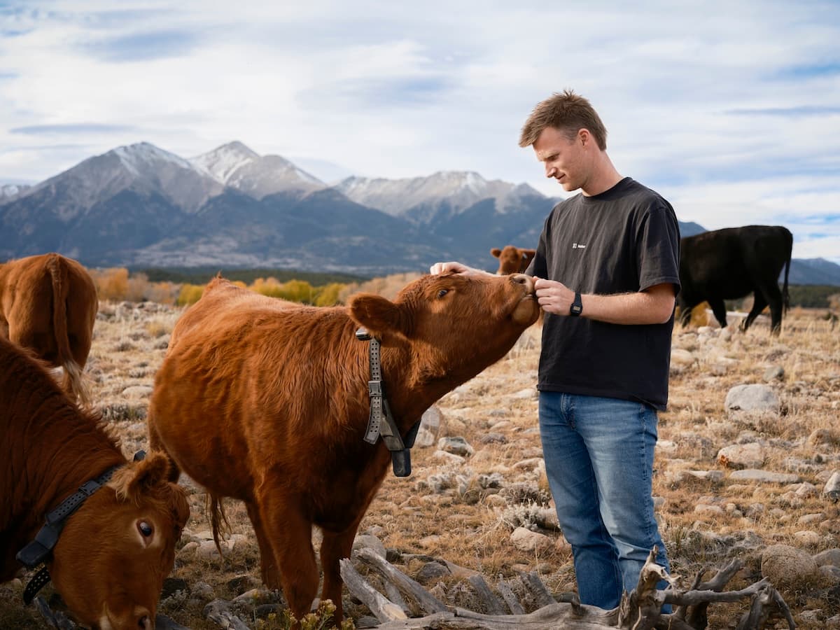 solar powered cow collars on cattle in a New Zealand pasture