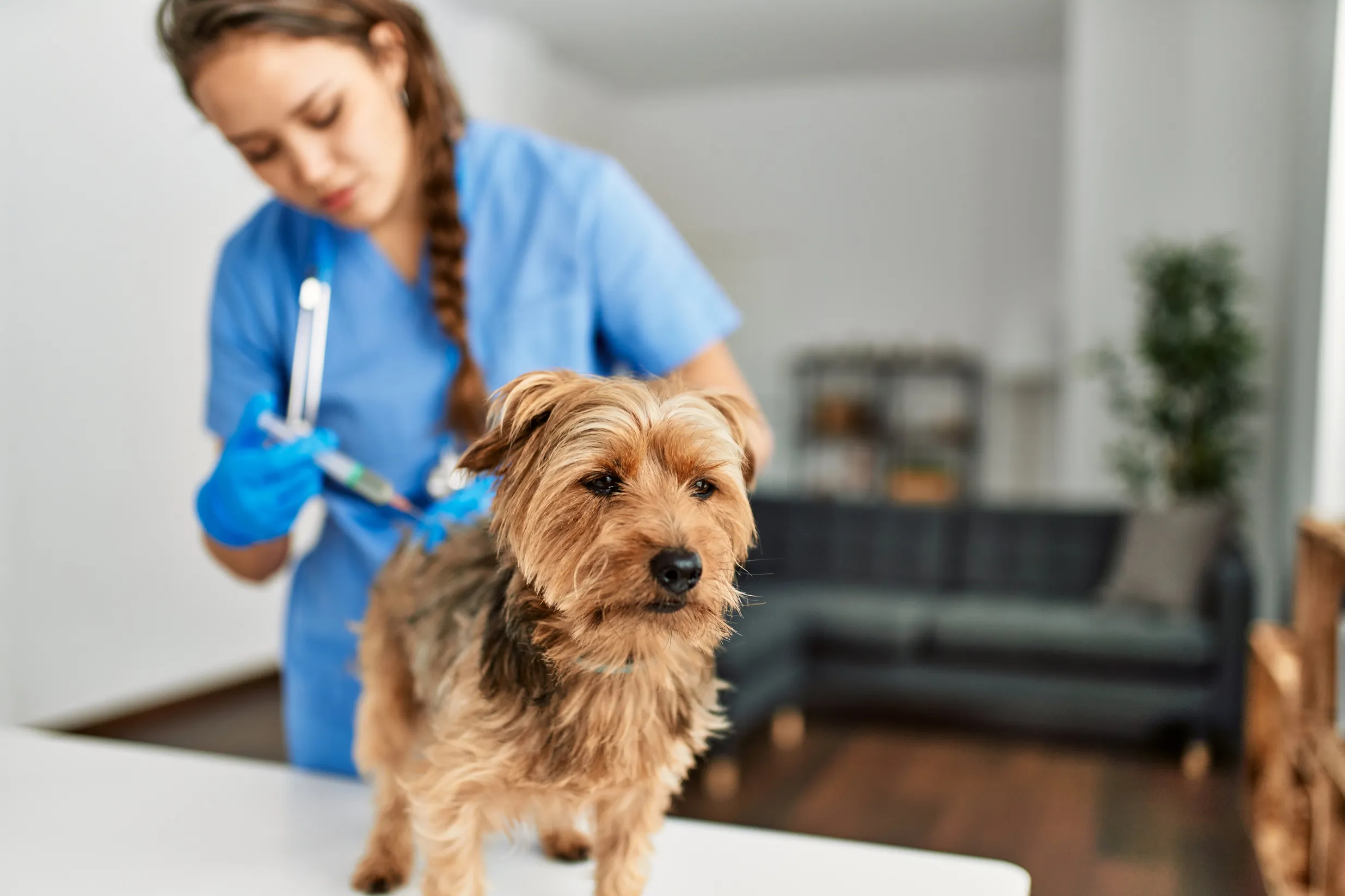 Explainer Dog Vaccine Cost.jpg